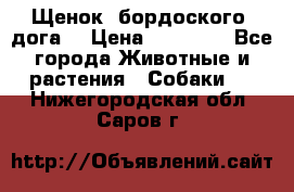 Щенок  бордоского  дога. › Цена ­ 60 000 - Все города Животные и растения » Собаки   . Нижегородская обл.,Саров г.